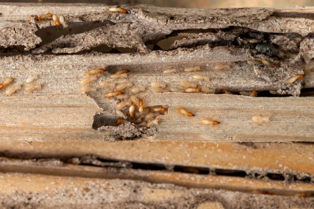 Best Affordable Pest Control Services  in Shorewood Hills, WI
